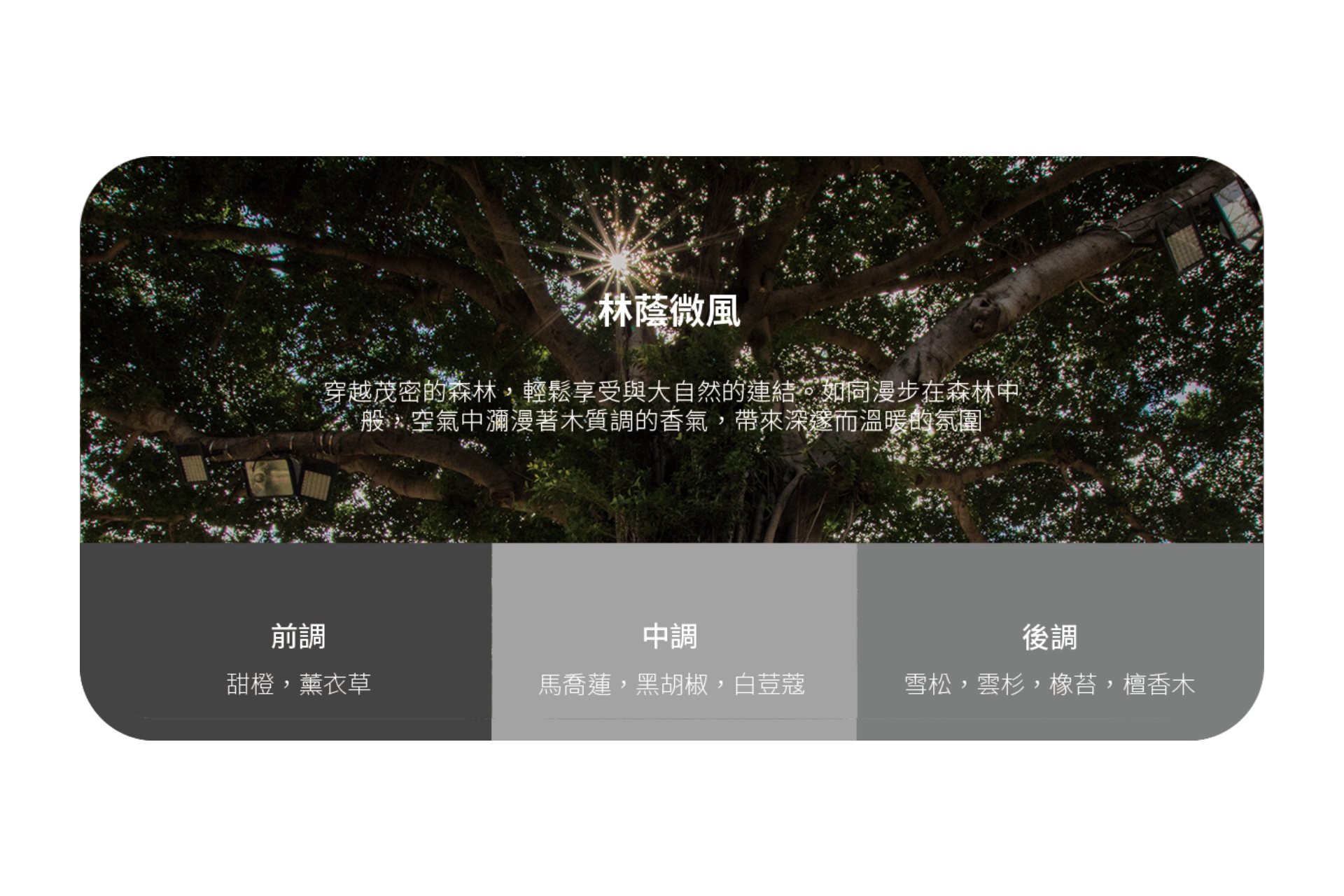 陽光透過一棵大樹照射進來。下面,中文文字描述了JOWUA台灣的車用香氛:「林蔭微風」——前調(甜羅勒、檸檬草),中調(茉莉,黑胡椒,白雪松),基調(麝香,橡木,雪松,白麝香)。.